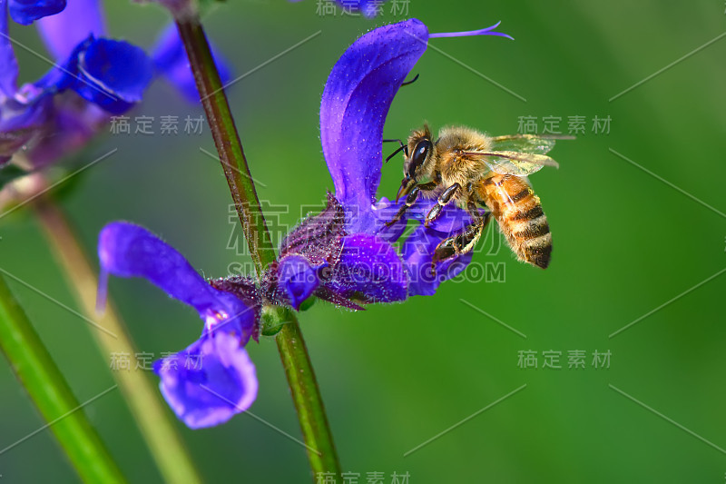 蜜蜂在草地鼠尾草花上工作