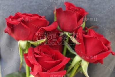 美丽时尚的红玫瑰花。