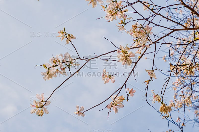 天然花卉背景为白山乌木花