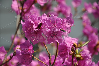 花开的春天四月基辅