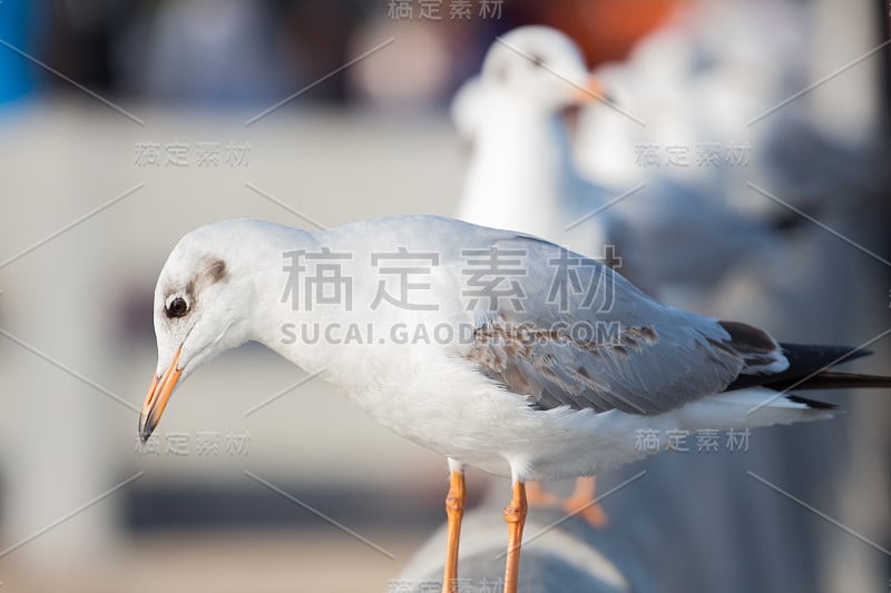 飞在空中的Laridae(鸻形目)