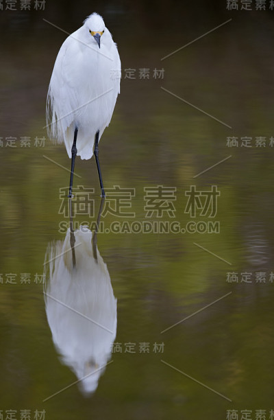 白鹭站在水里。