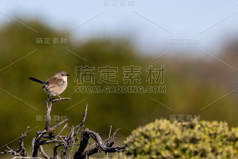打着灯笼Fairywren