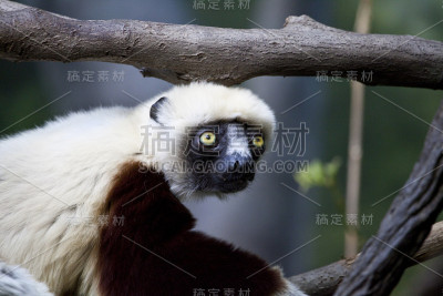Sifaka