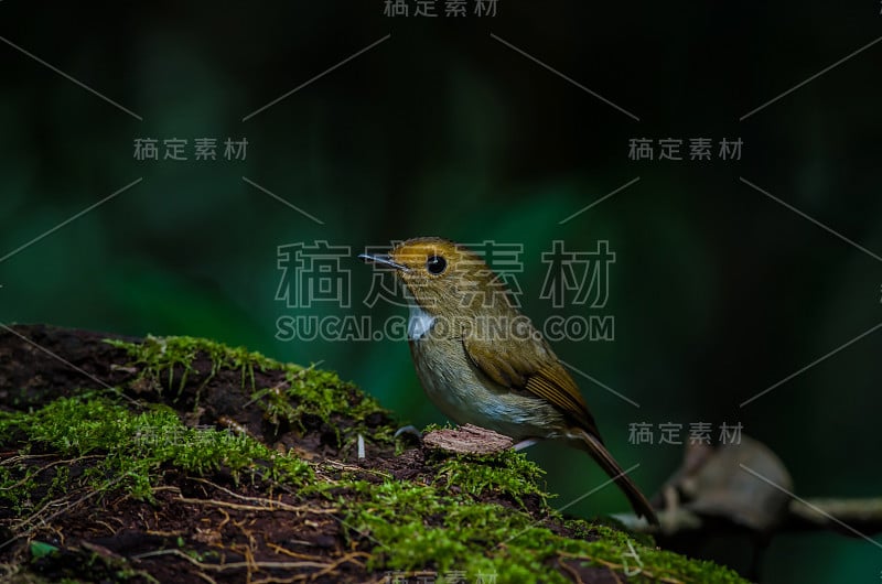 红眉鹟栖息在树枝上