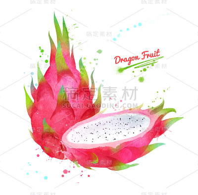 龙果水彩画