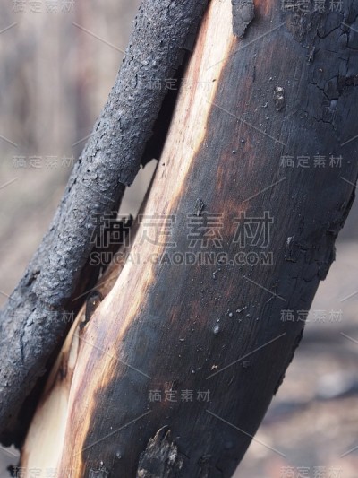 烧焦的桉树