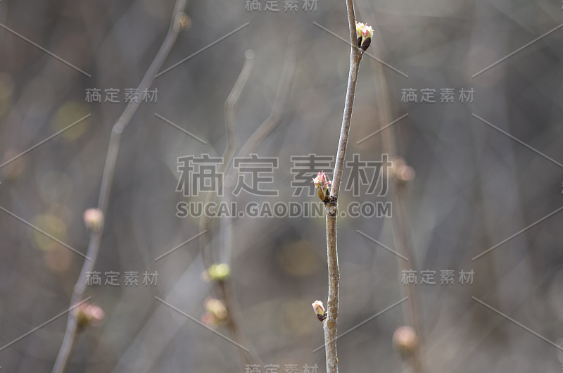 红色的开放的灌木芽在春天