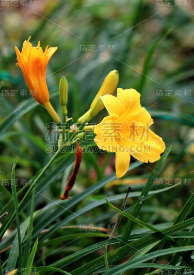 黄色的花