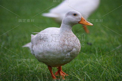 野生动物