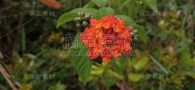 美丽的橙色花朵