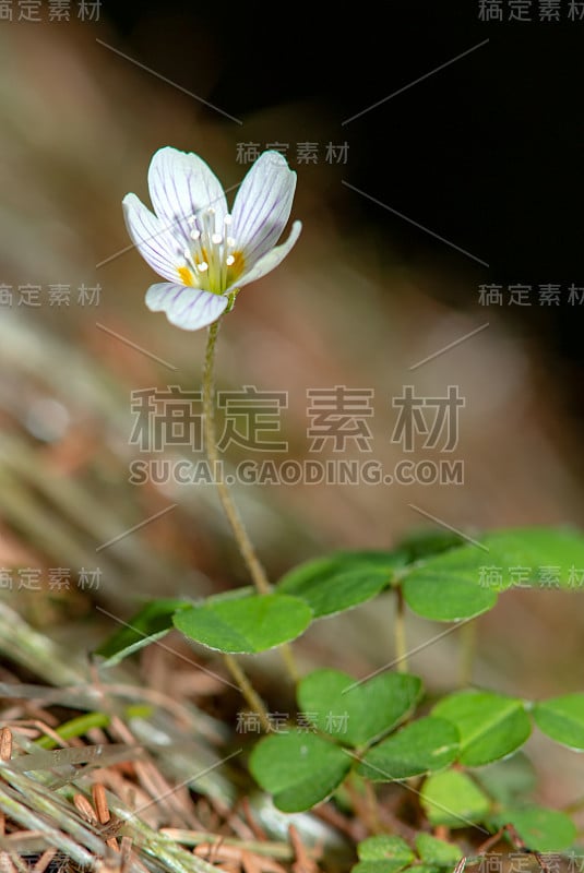 酢浆草