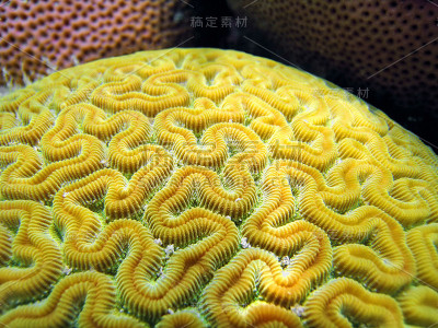 珊瑚纹理