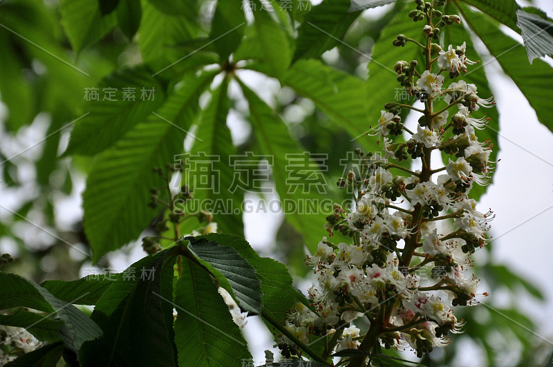 花开的春天四月基辅