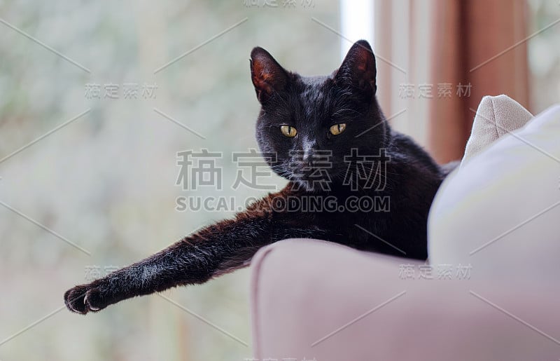 黑猫放松