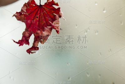窗外的树叶