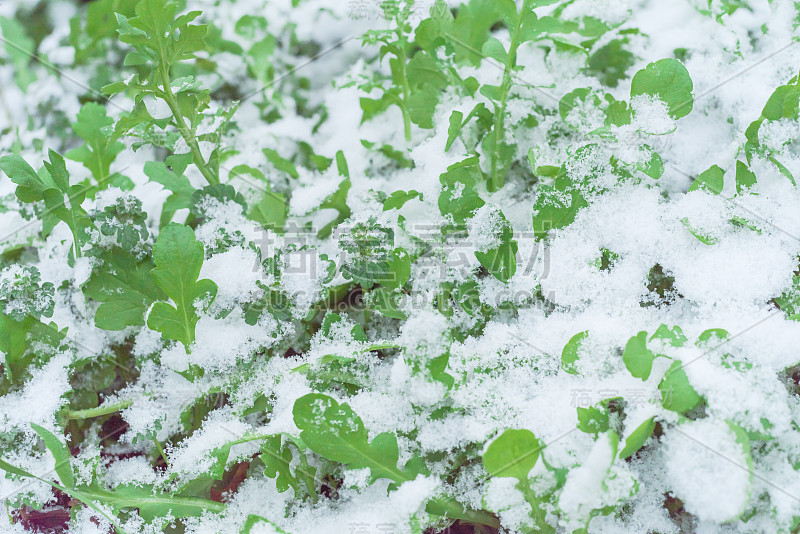 俯视图特写芝麻菜(或火箭)凉爽的作物与积雪覆盖附近的达拉斯，得克萨斯州