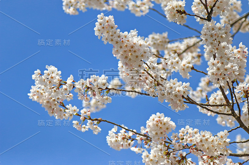 日本樱花日本的樱花树有白色的花