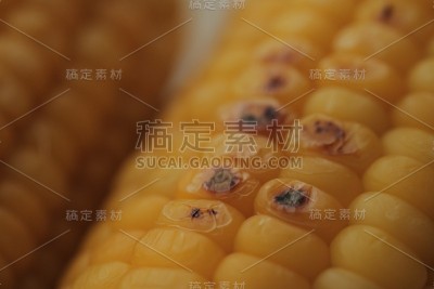 刚收获的玉米