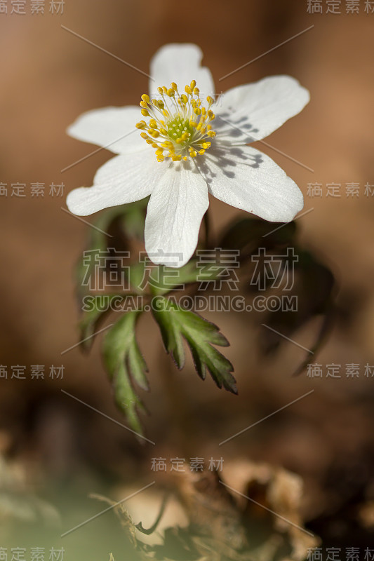 木银莲花(anemone nemorosa)生于阴木，毛茛科毛茛科的早春花。风花，针茅或嗅狐白银莲花