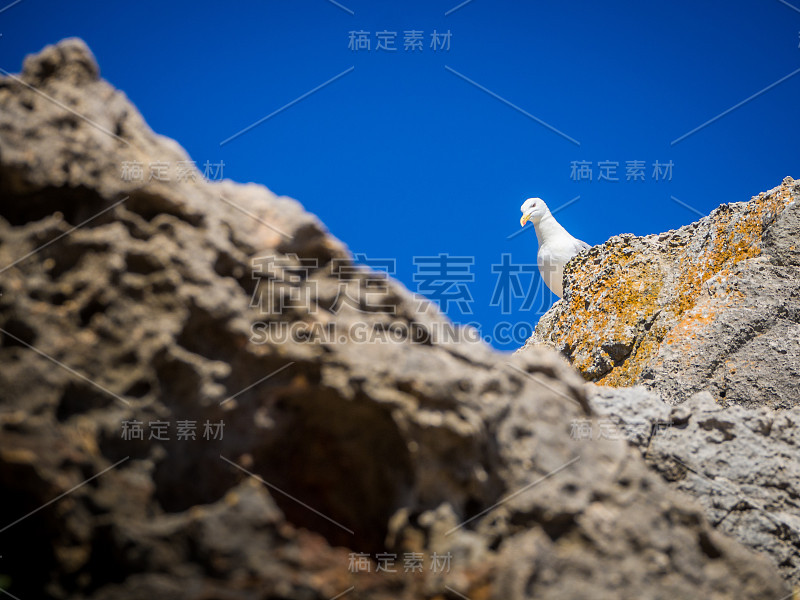 一只海鸥坐在海边的一块岩石上。