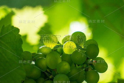阳光下一串新鲜的葡萄