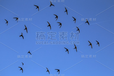 斯威夫特(Apus Apus)。