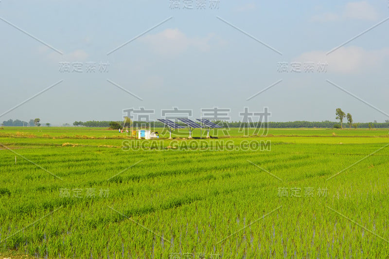 在印度西孟加拉邦的农业稻田中，太阳能电池板可以运行用于灌溉和分配水的潜水泵