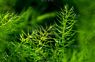 自然背景下的芦笋鲜绿细叶