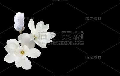 美丽的玉兰花