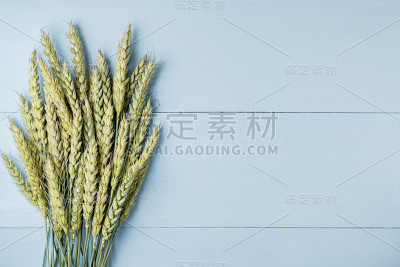 蓝色木质背景上的绿色小麦穗