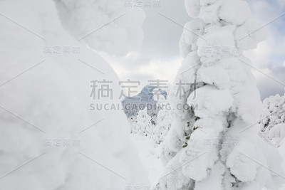 冬天的霜和雪覆盖着山坡上的冷杉树。