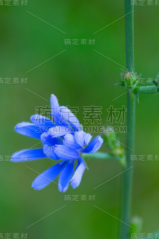 野花-蓝色单花-印第安纳州霍华德县