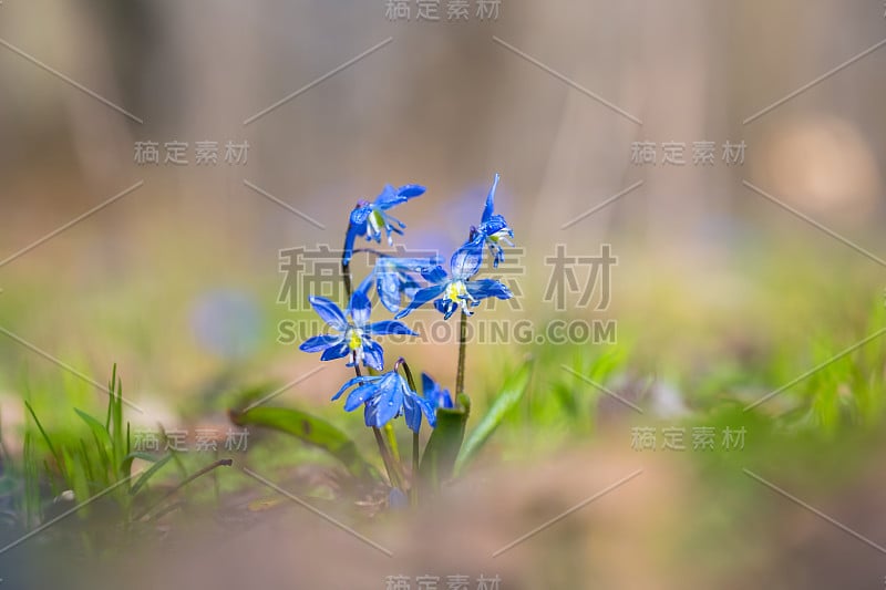 森林空地上的蓝色锡拉花特写，早春户外背景