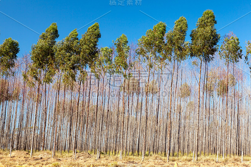 桉树种植园与蓝天的背景