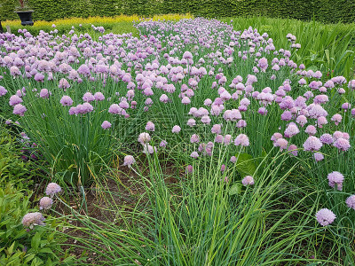 花圃