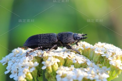 蓍草花上的一种较小的牡鹿甲虫(平行牡鹿甲虫