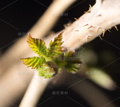树莓上的幼芽
