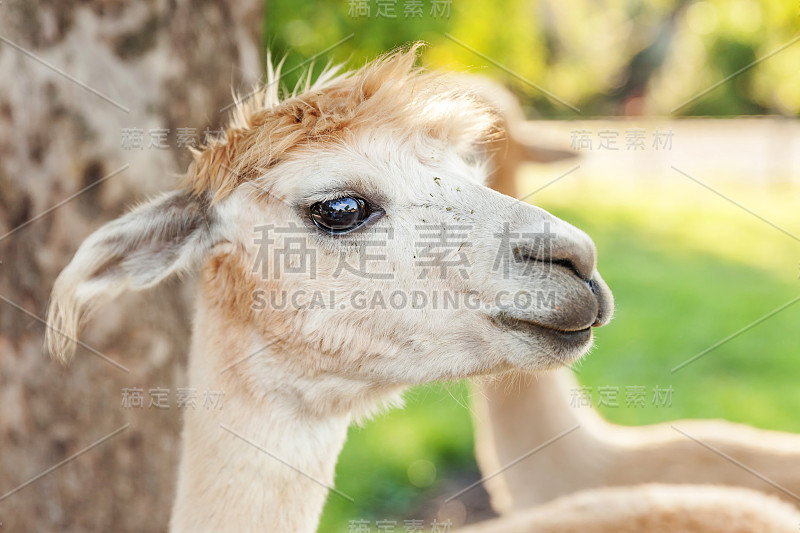 可爱的羊驼在夏日的牧场上放松。家养羊驼在天然生态农场郊野的牧场上放牧。关爱动物、生态养殖理念