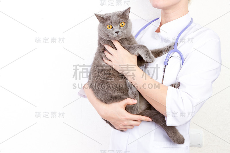 兽医抱着一只猫在诊所