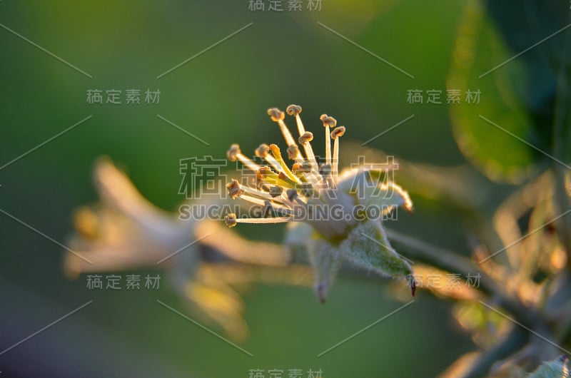 苹果花，日落