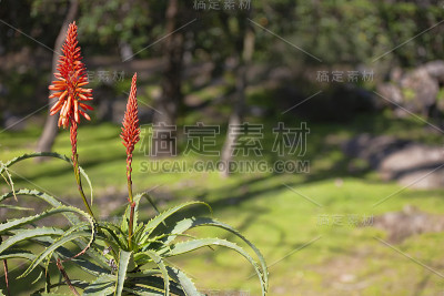森林中央的一株美丽的植物