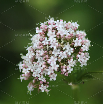 缬草