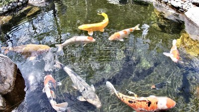 幸运锦鲤鱼日本花园