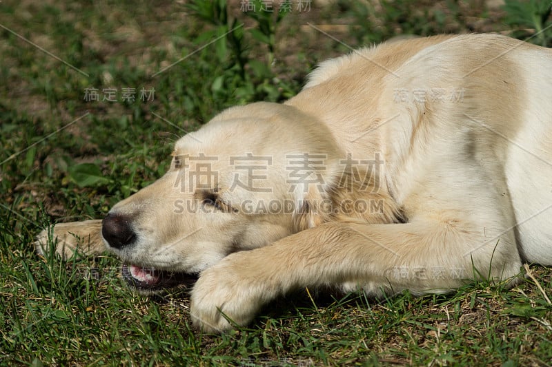 小狗，金毛猎犬小狗，拉布拉多犬