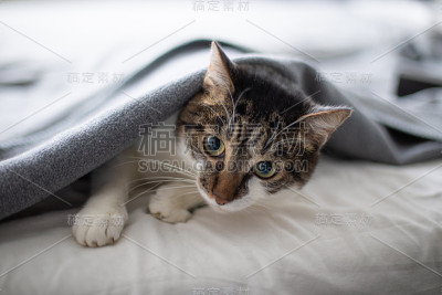 滑稽快乐的家猫正躲着