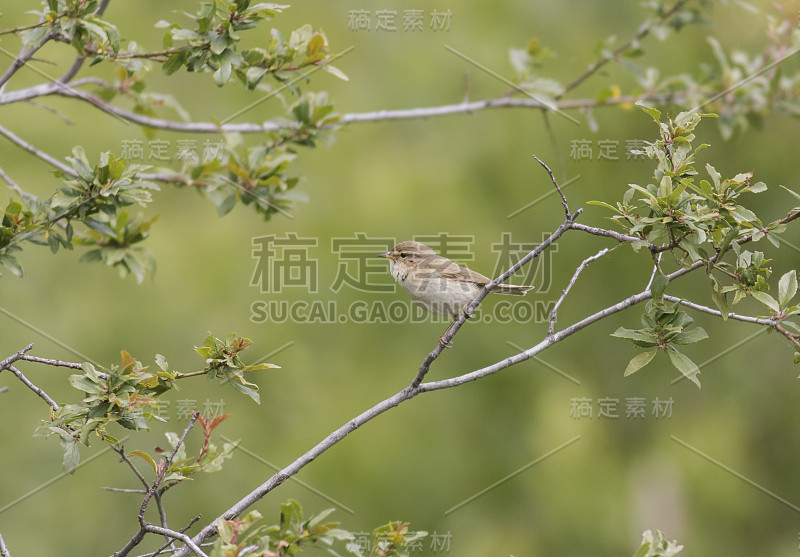 常见的奇夫查夫 （菲洛斯科普斯 · 科利比塔）