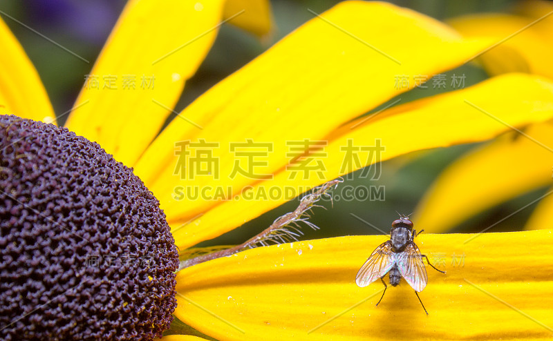 一只苍蝇在黄花上(2)