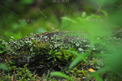 老根的树