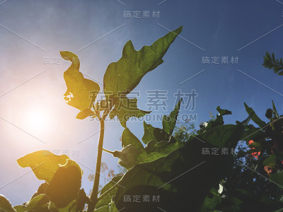 茄子树